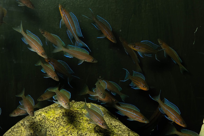 Paracyprichromis nigripinnis 'Kantalamba'
